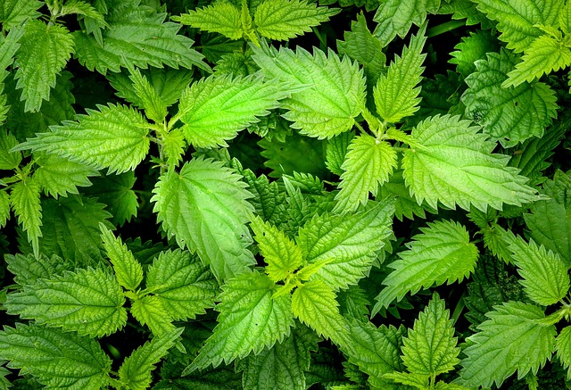 Brennnessel_urtica_dioica Brennnessel Urtica Dioica