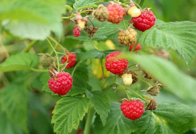 wilde_himbeere Wilde Himbeere