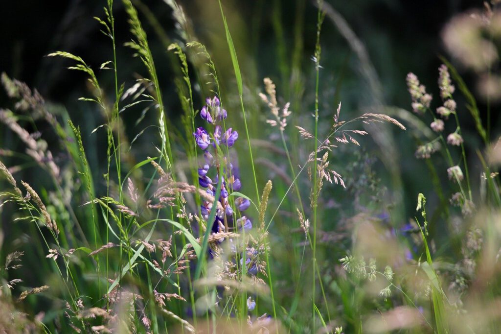 wildkraeuter Wildkräuter